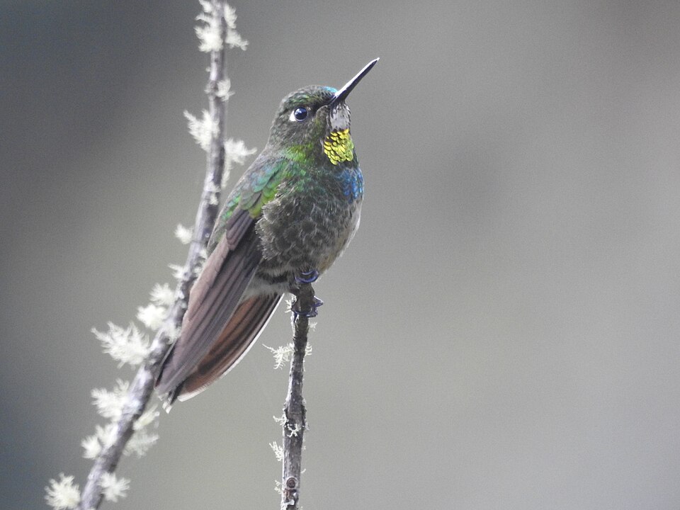 Flame-throated Sunangel