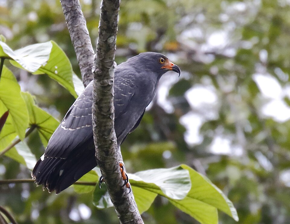 Slender-billed Kite