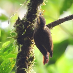 Sharp-billed Treehunter