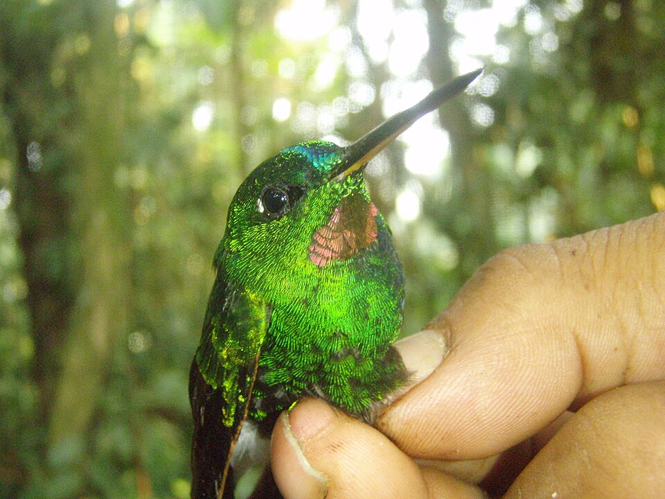 Rufous-webbed Brilliant