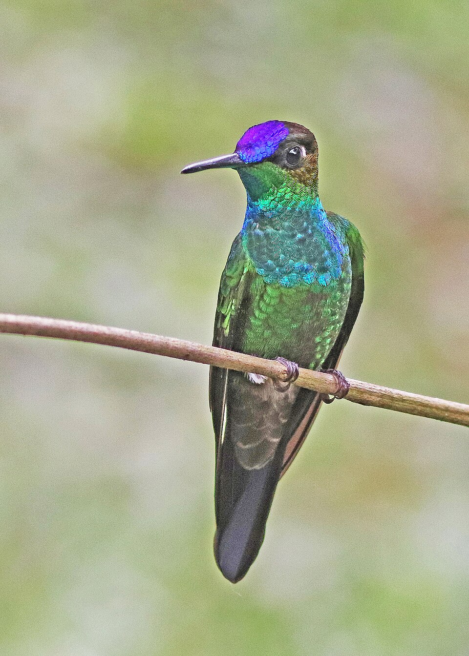 Violet-fronted Brilliant