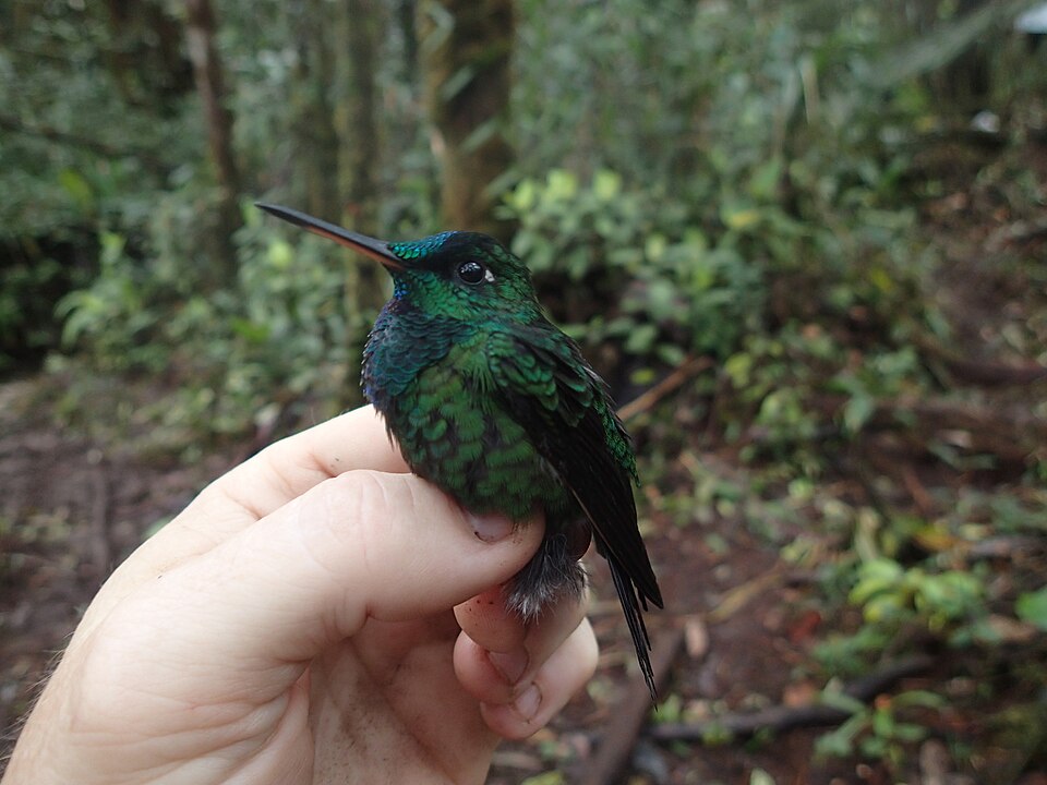 Velvet-browed Brilliant