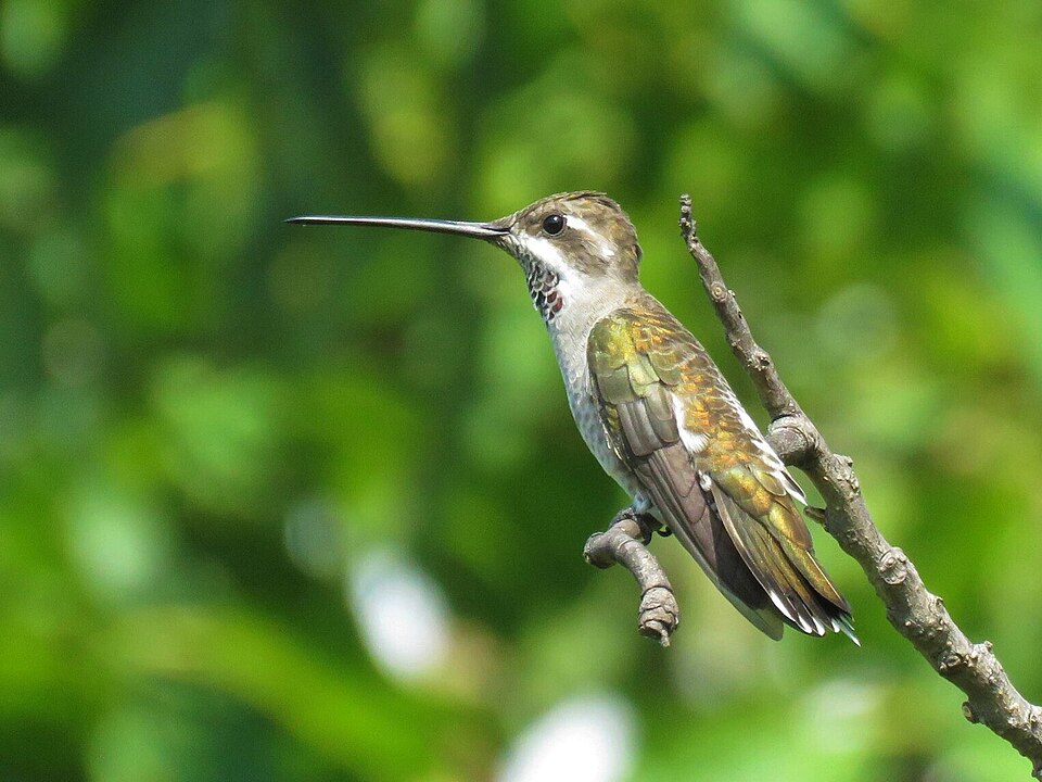 Plain-capped Starthroat