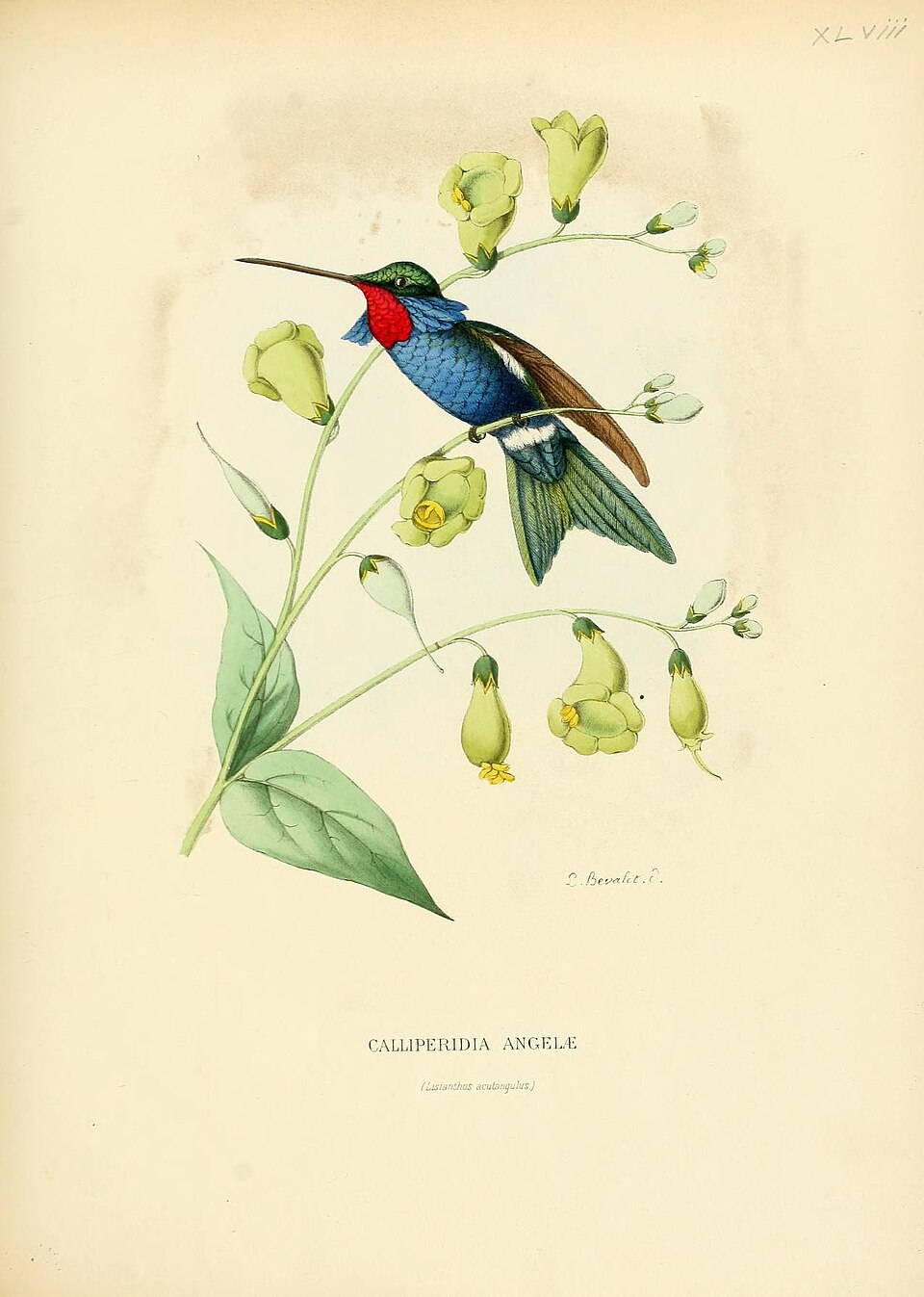 Blue-tufted Starthroat