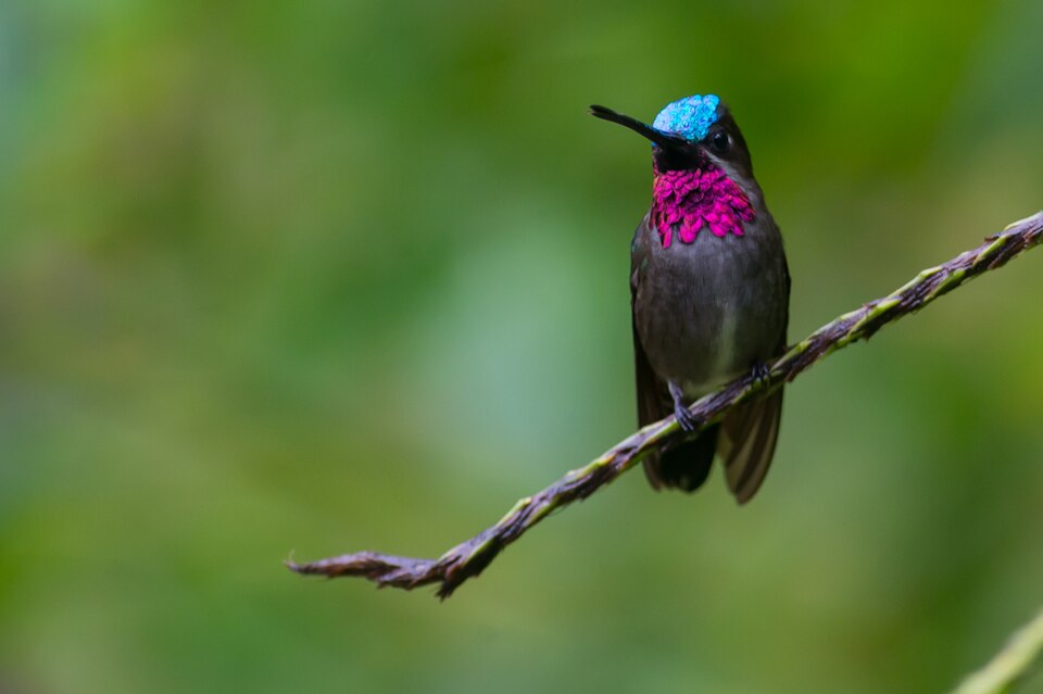 Long-billed Starthroat