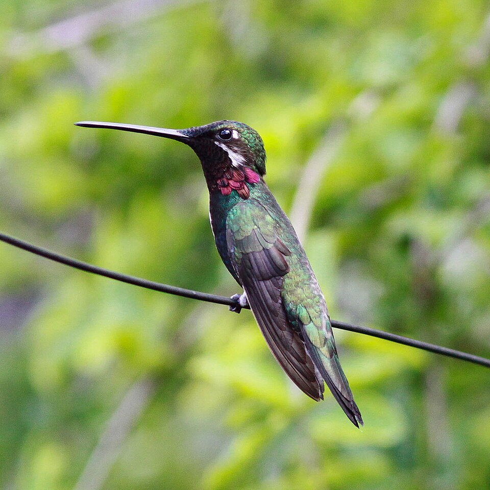 Stripe-breasted Starthroat