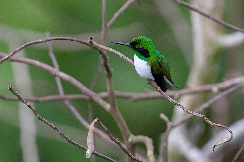 Black-eared Fairy