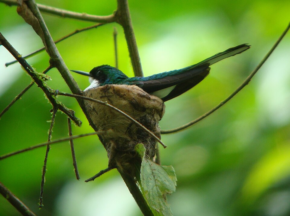 Purple-crowned Fairy