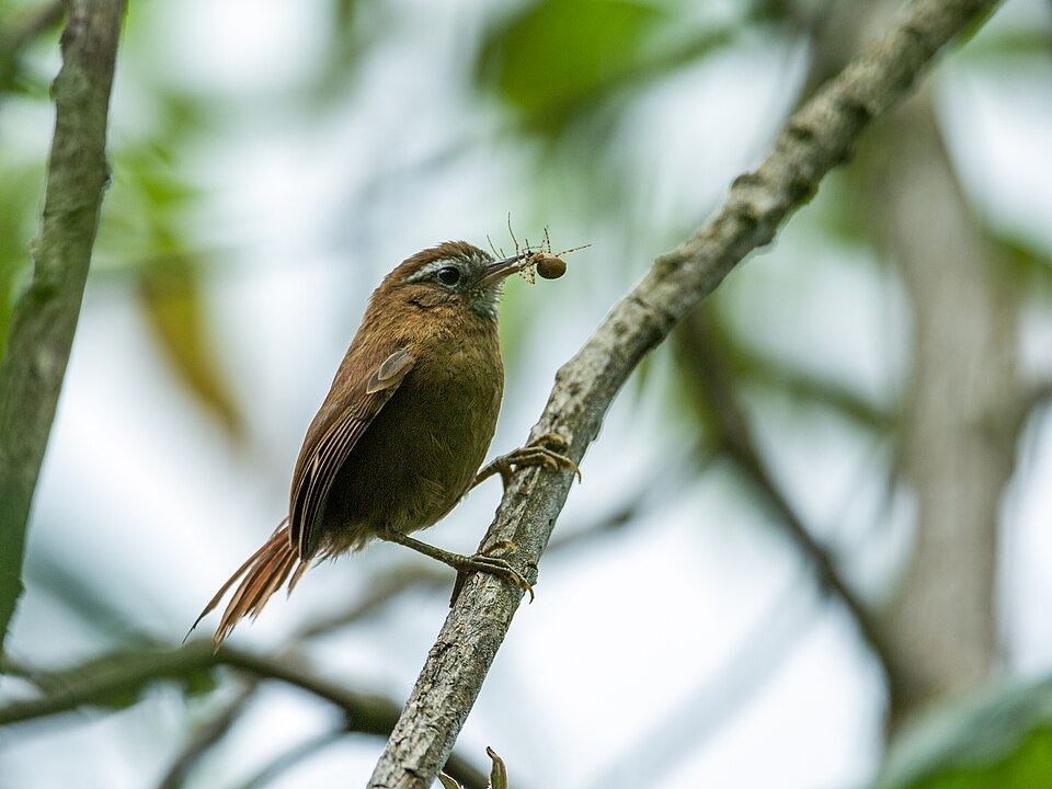 White-browed Spinetail