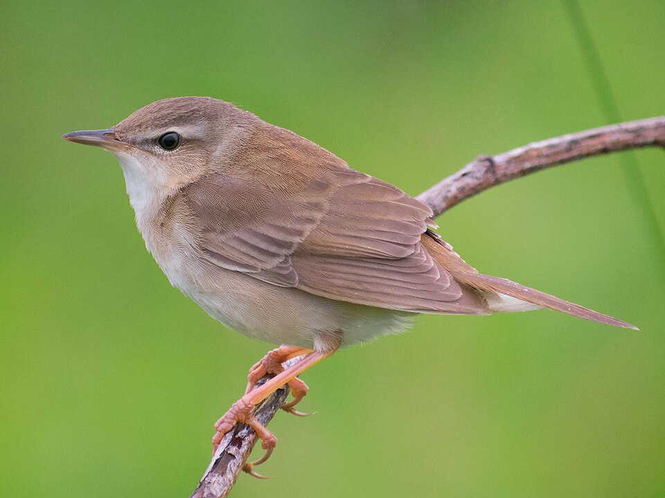 Middendorff's Grasshopper Warbler