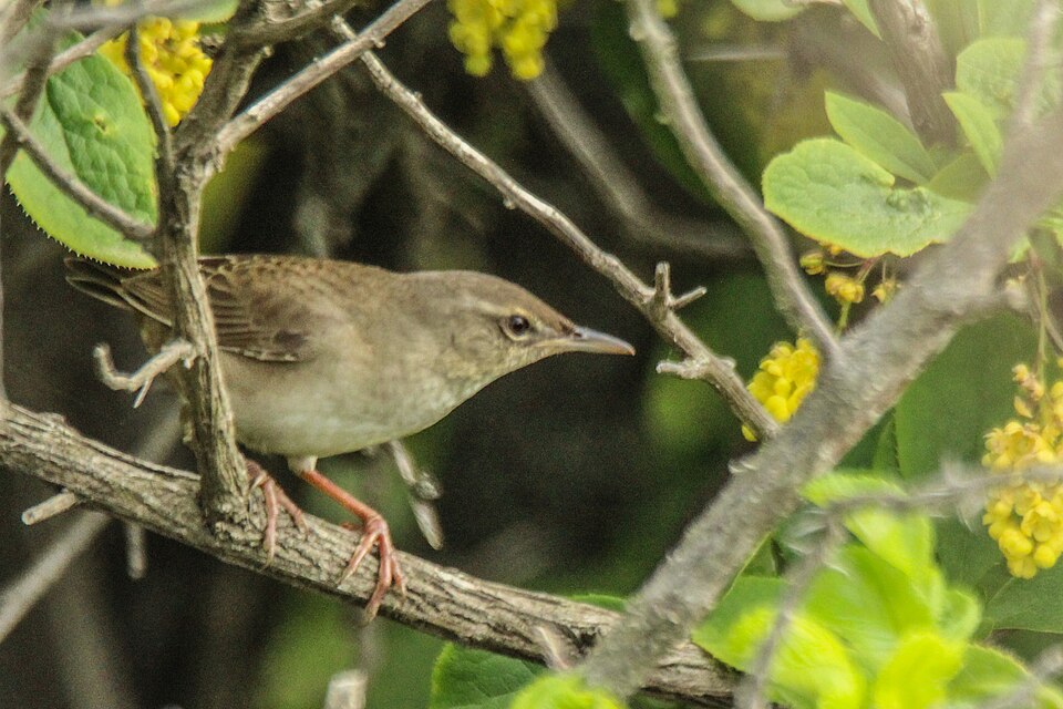 Styan's Grasshopper Warbler