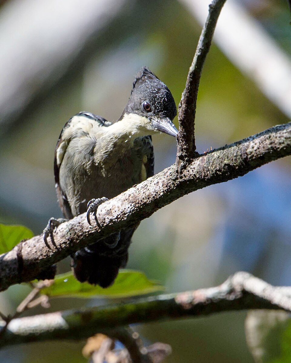 Heart-spotted Woodpecker