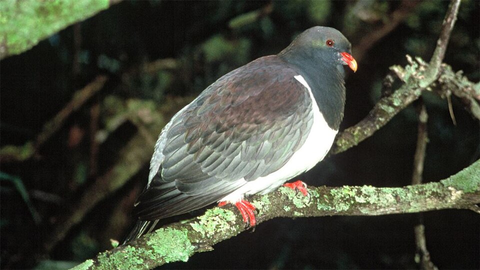 Chatham Pigeon