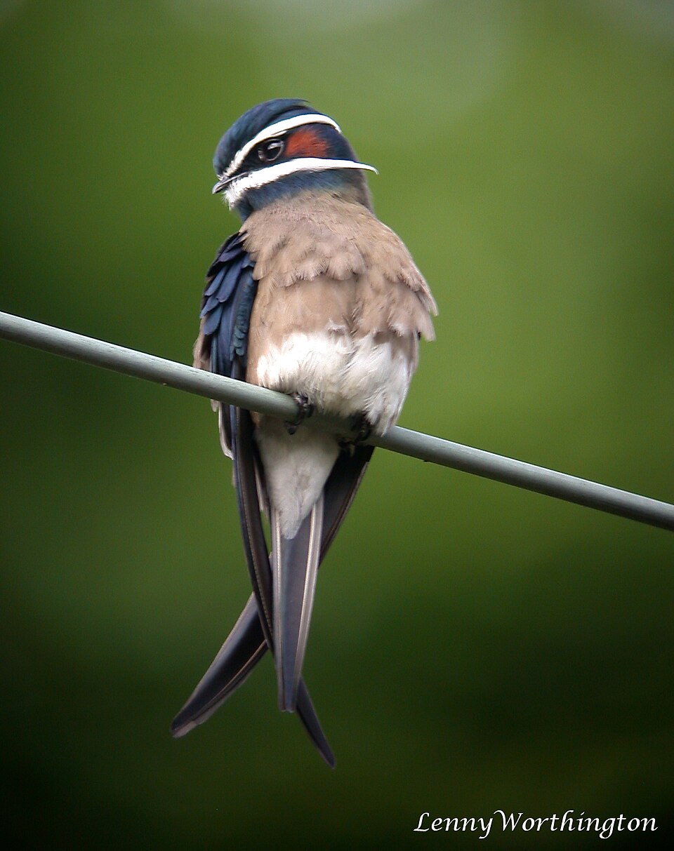 Whiskered Treeswift
