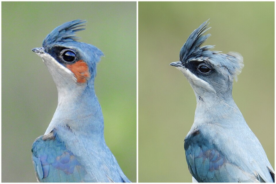 Crested Treeswift