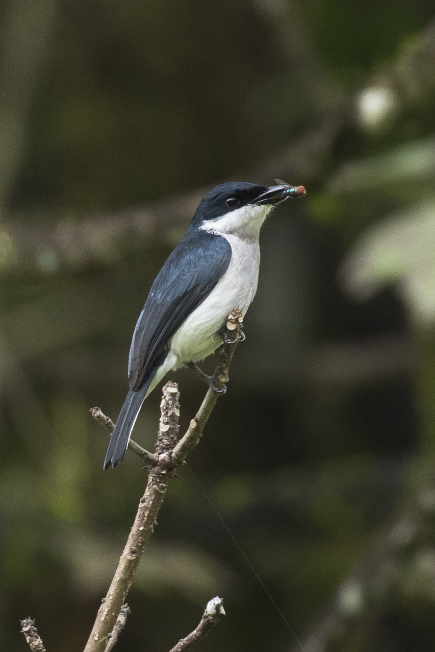 Black-winged Flycatcher-shrike
