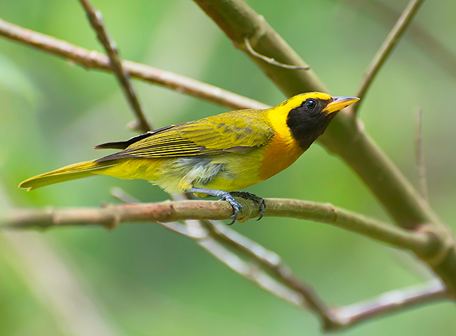 Guira Tanager