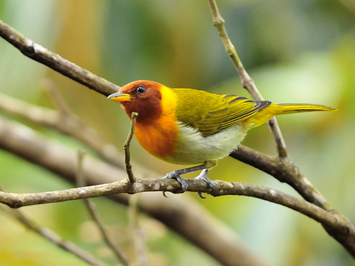 Rufous-headed Tanager