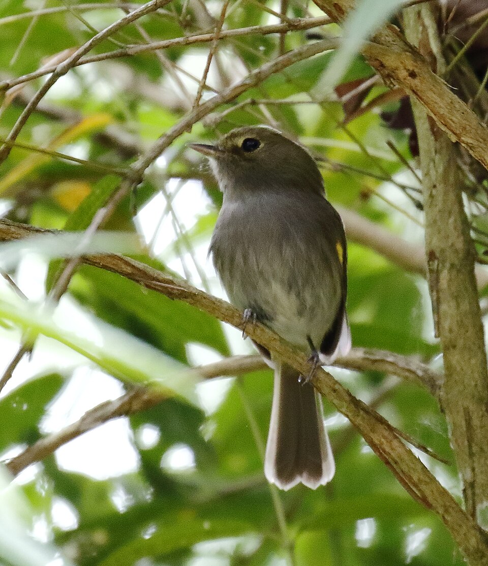 Drab-breasted Bamboo Tyrant