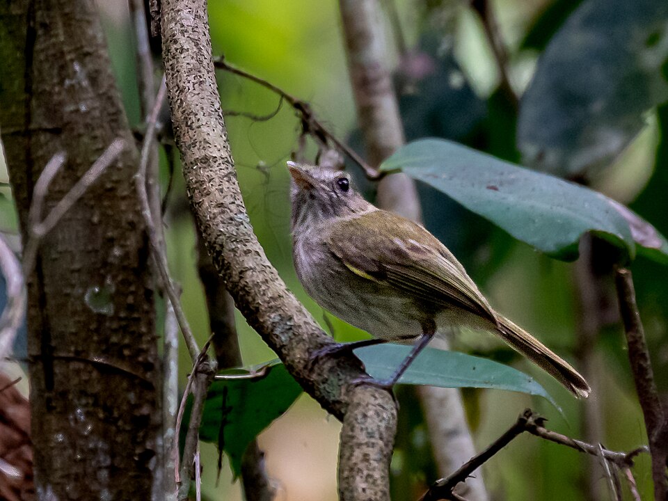 Flammulated Bamboo Tyrant