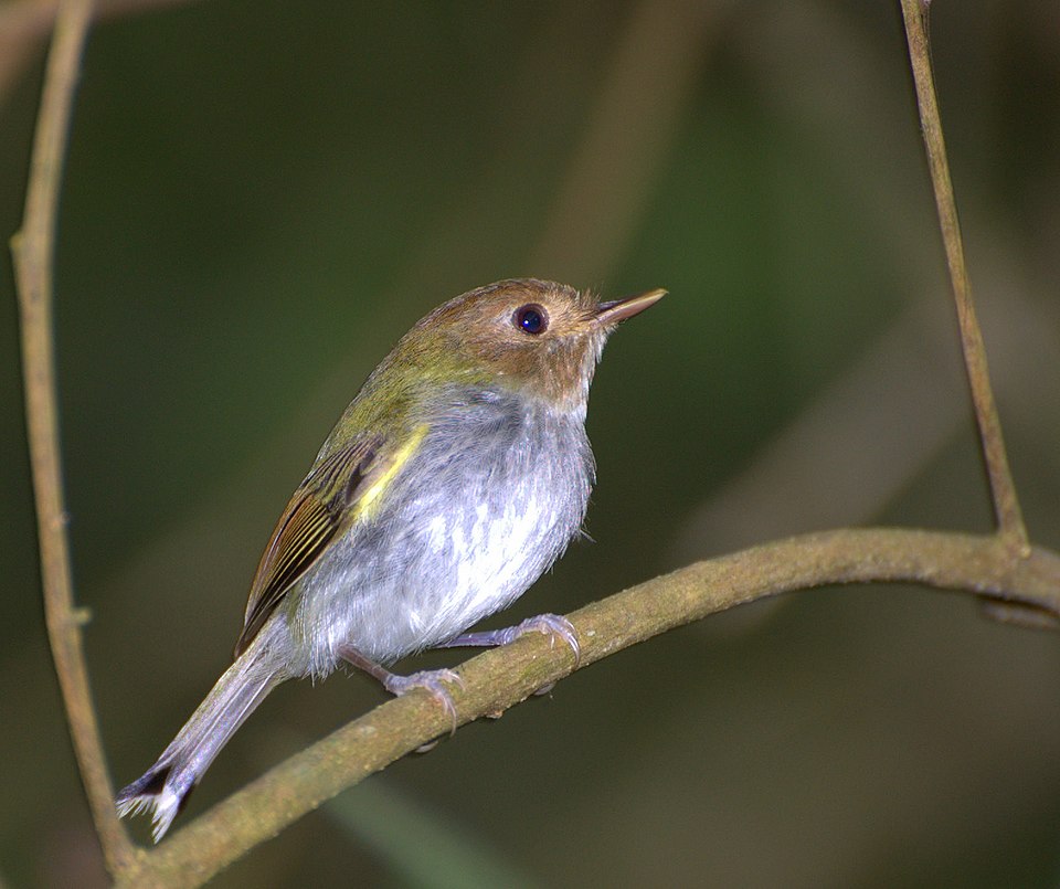 Fork-tailed Tody-Tyrant