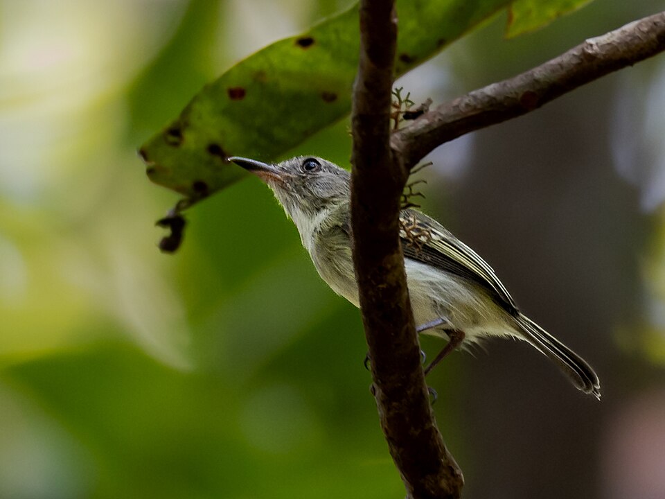 Pelzeln's Tody-Tyrant