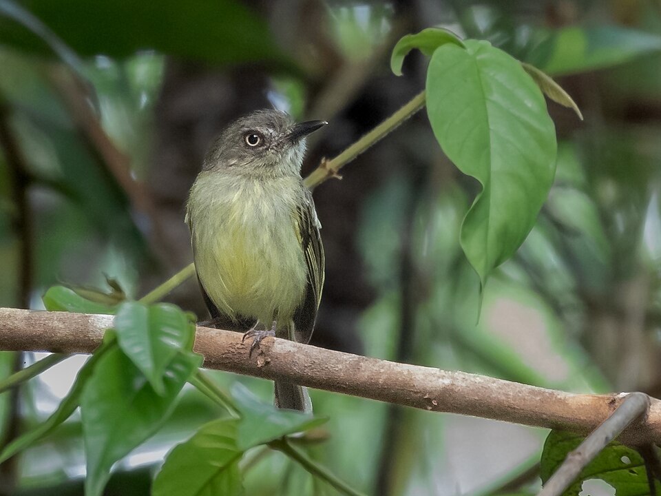 Johannes's Tody-Tyrant