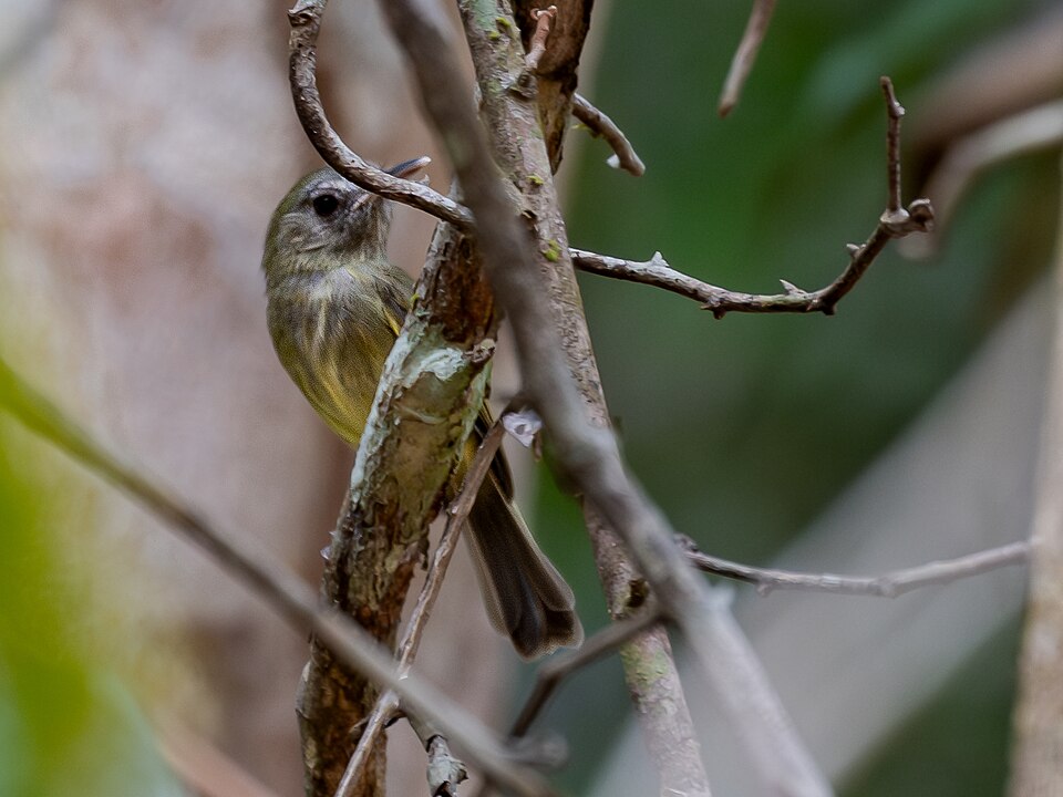 Boat-billed Tody-Tyrant