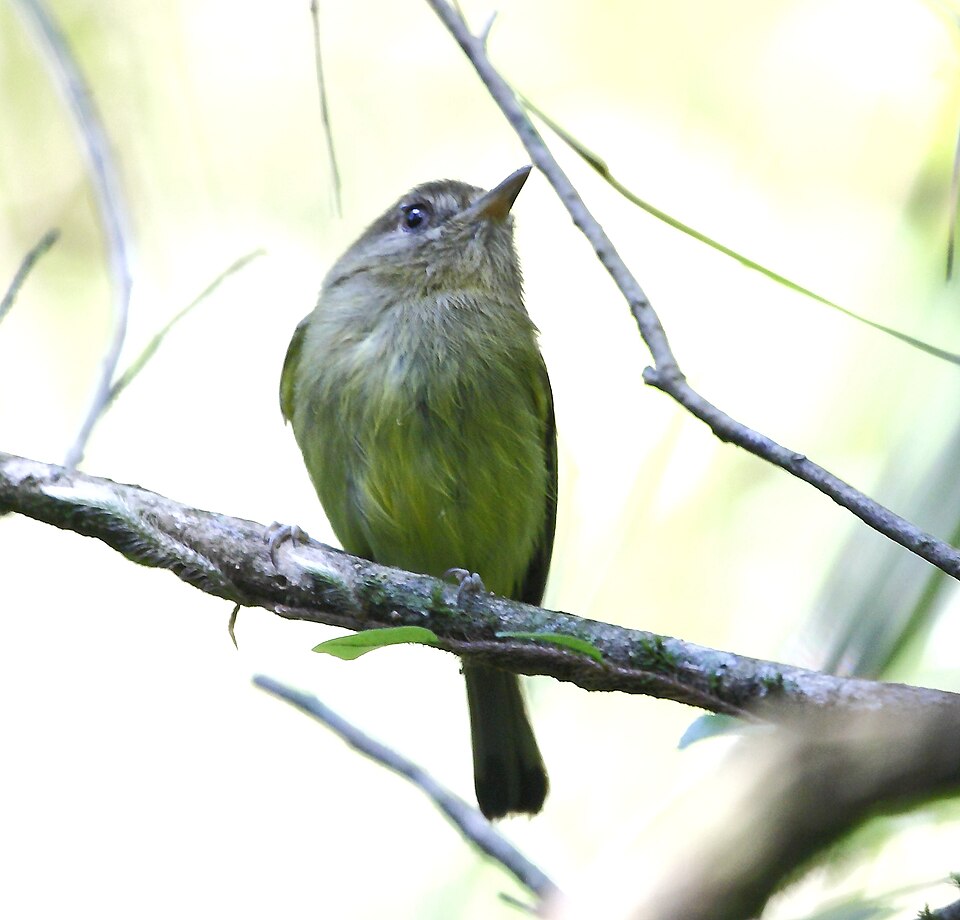 Kaempfer's Tody-Tyrant