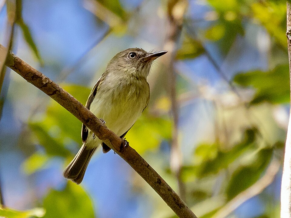 Zimmer's Tody-Tyrant