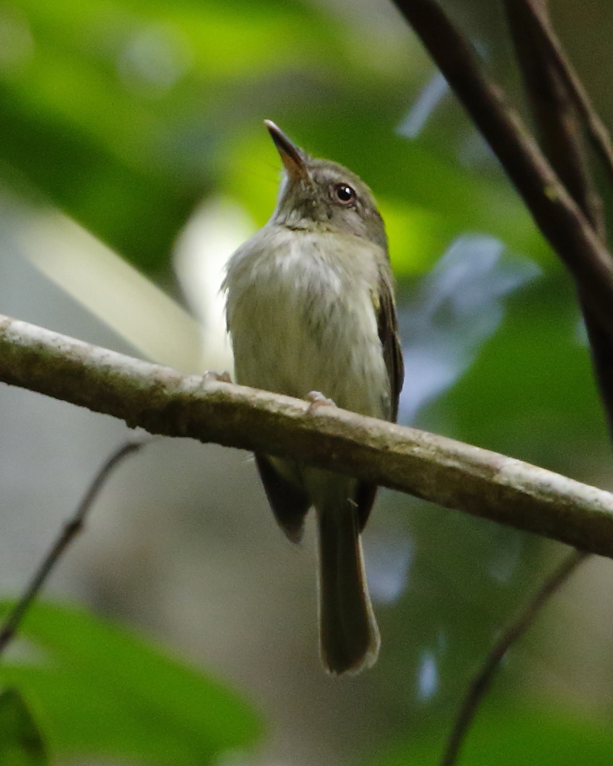 Snethlage's Tody-Tyrant