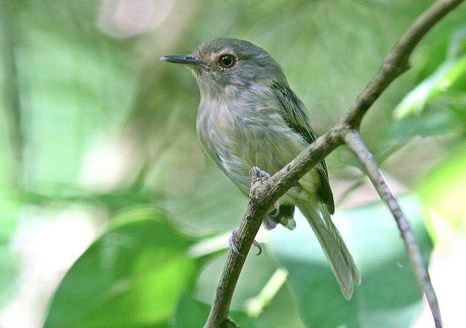 Buff-breasted Tody-Tyrant