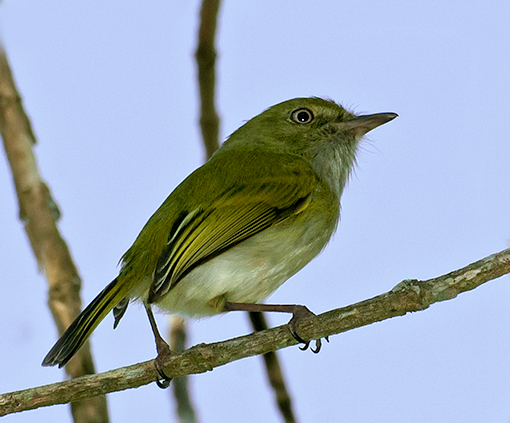 Hangnest Tody-Tyrant