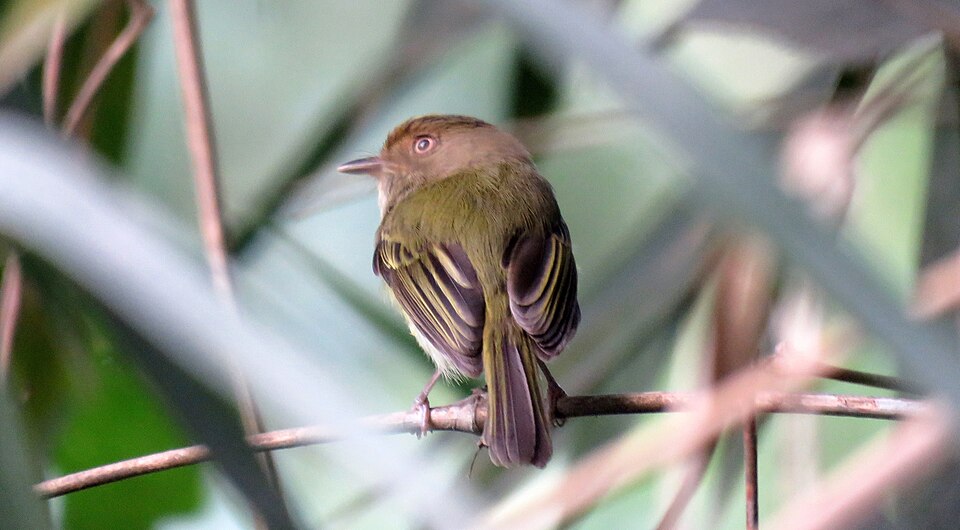Yungas Tody-Tyrant