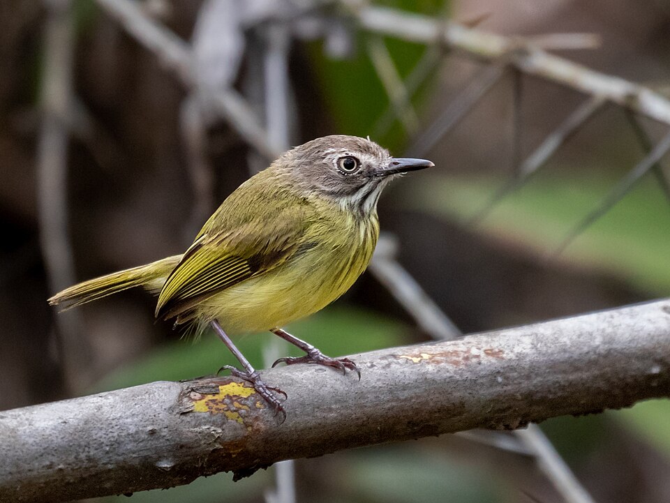 Stripe-necked Tody-Tyrant