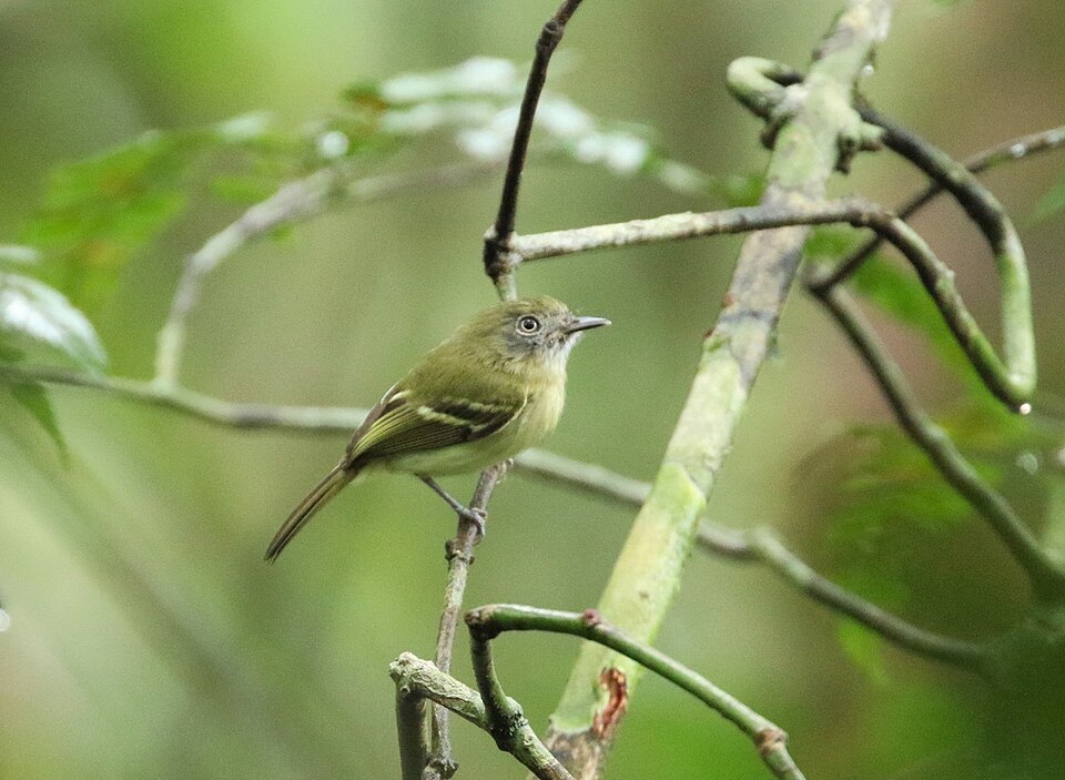 White-eyed Tody-Tyrant