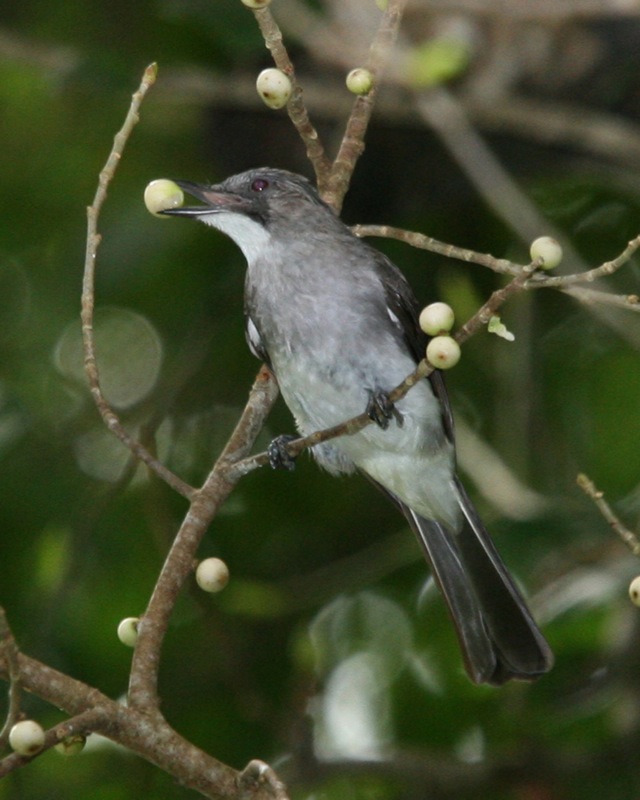 Cinereous Bulbul