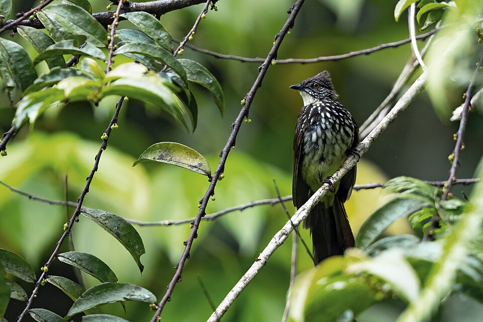 Cream-striped Bulbul