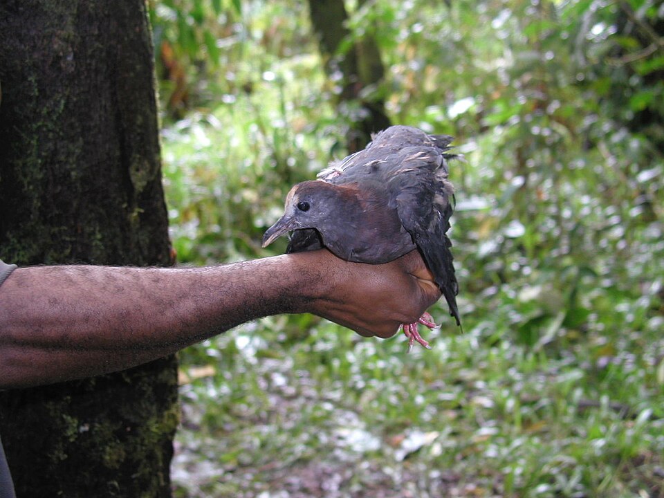 New Guinea Bronzewing