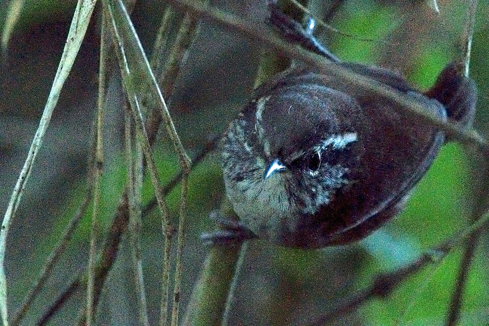 Hermit Wood Wren