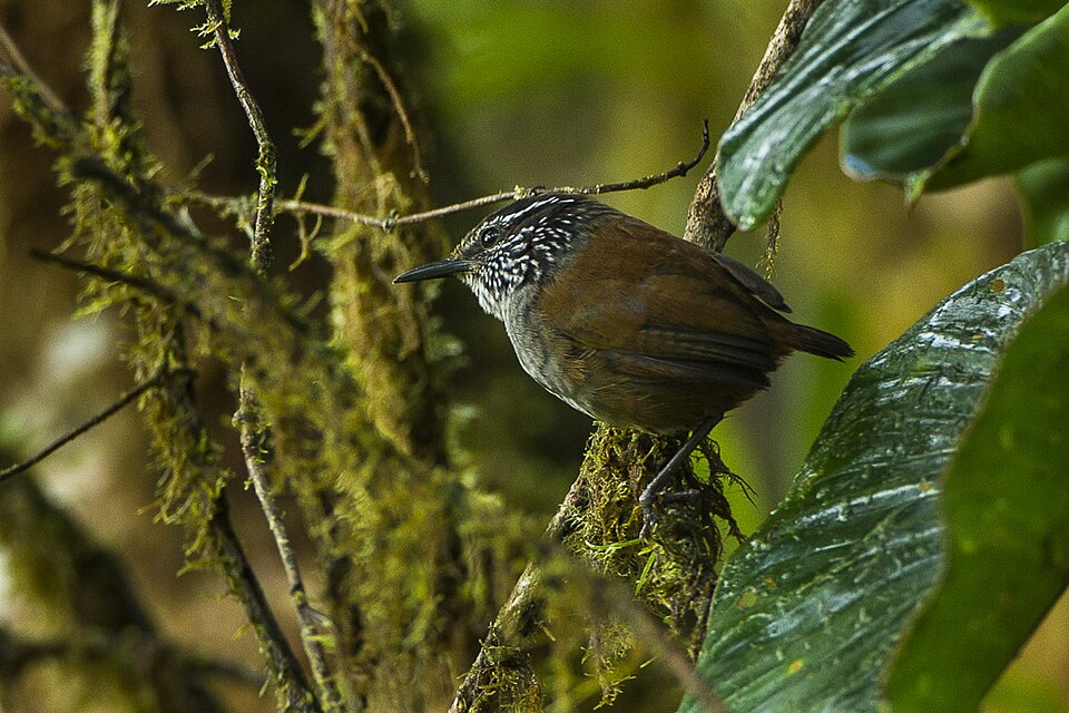 Grey-breasted Wood Wren