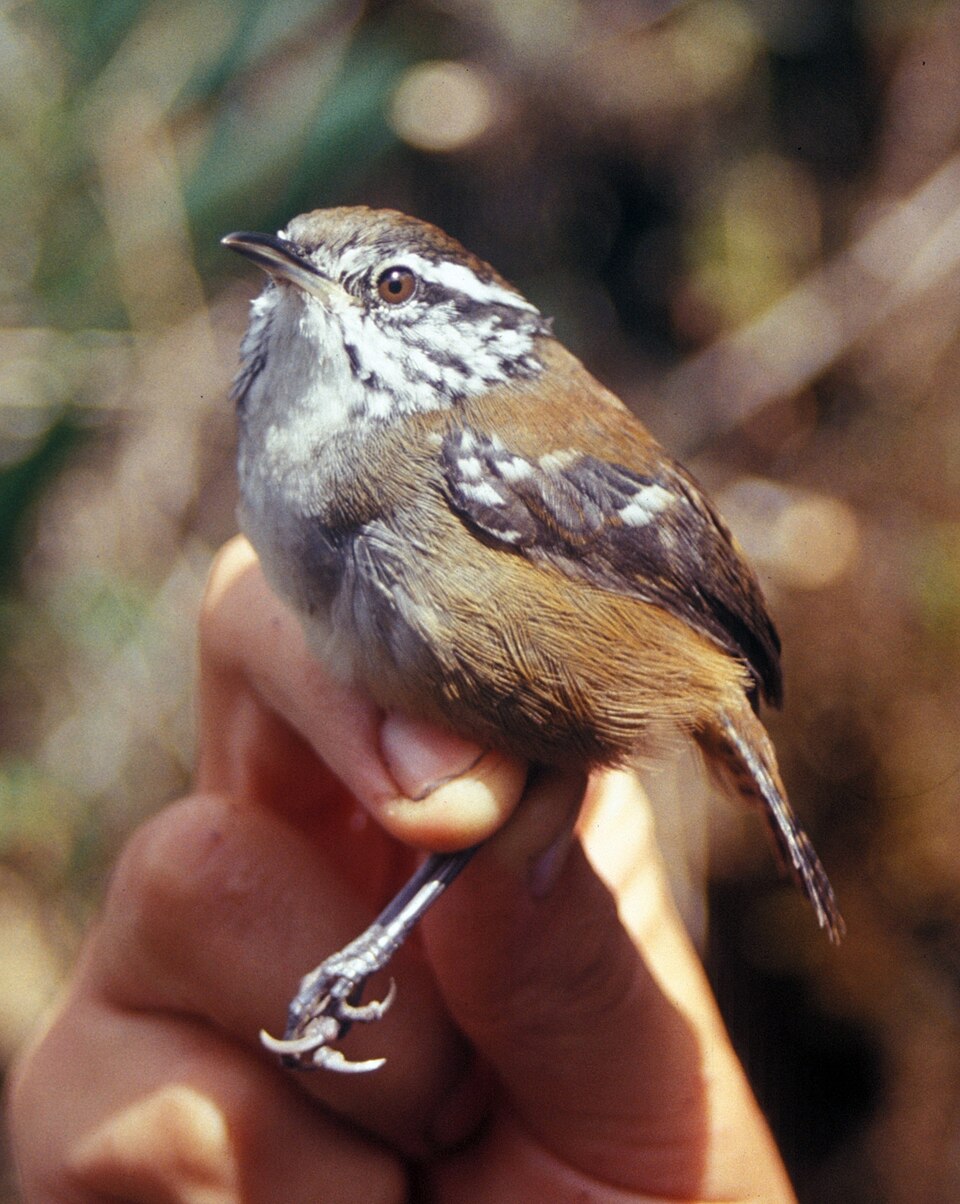 Bar-winged Wood Wren