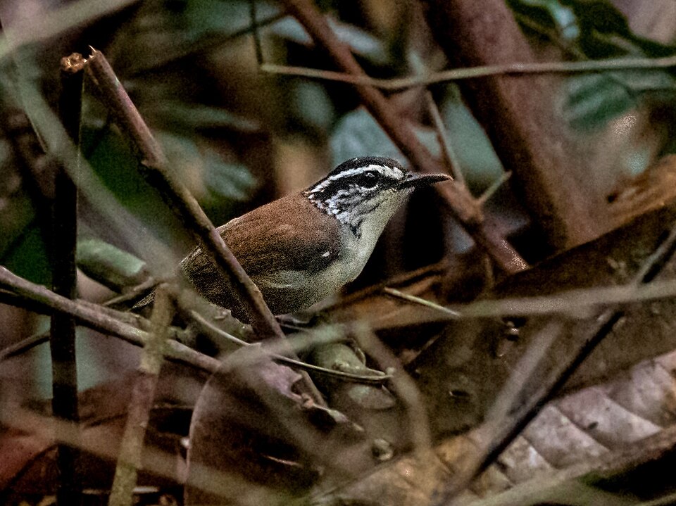 White-breasted Wood Wren
