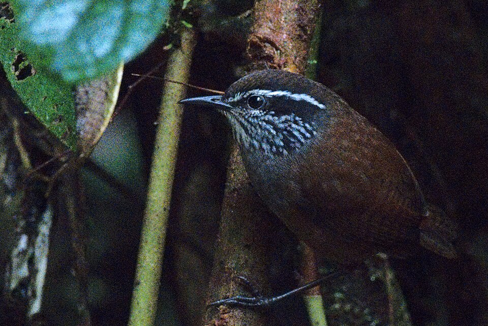 Munchique Wood Wren