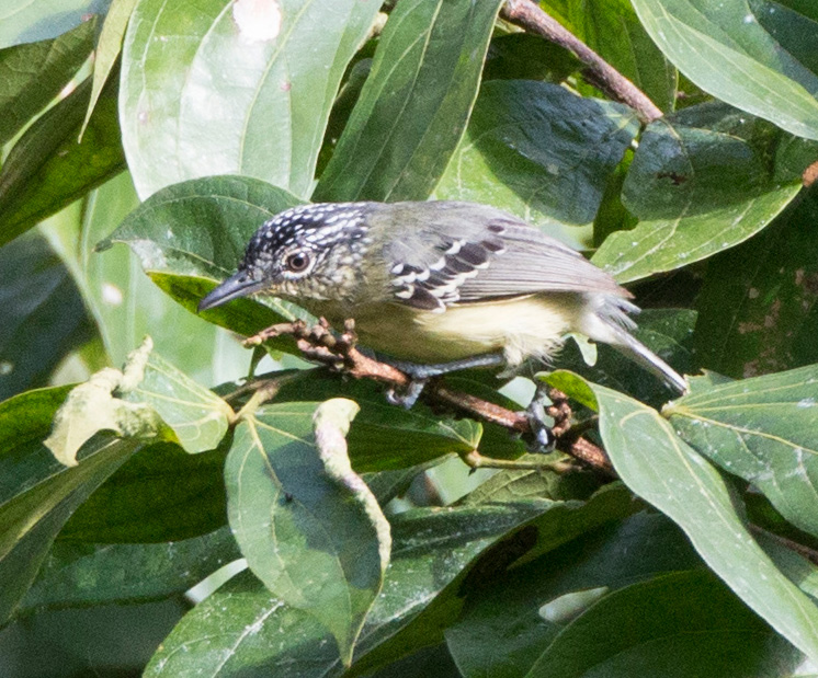 Yellow-breasted Antwren