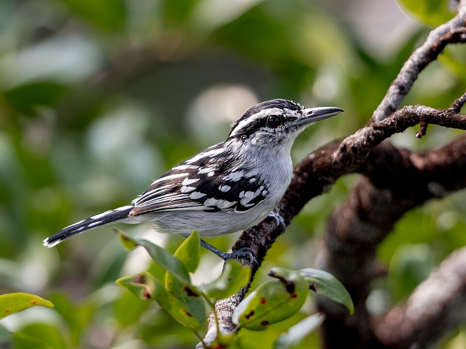 Spot-backed Antwren