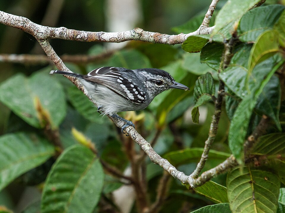 Dugand's Antwren