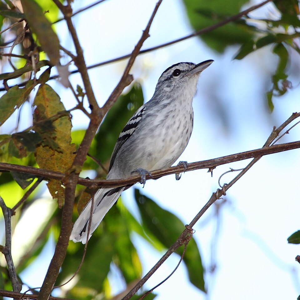 Large-billed Antwren