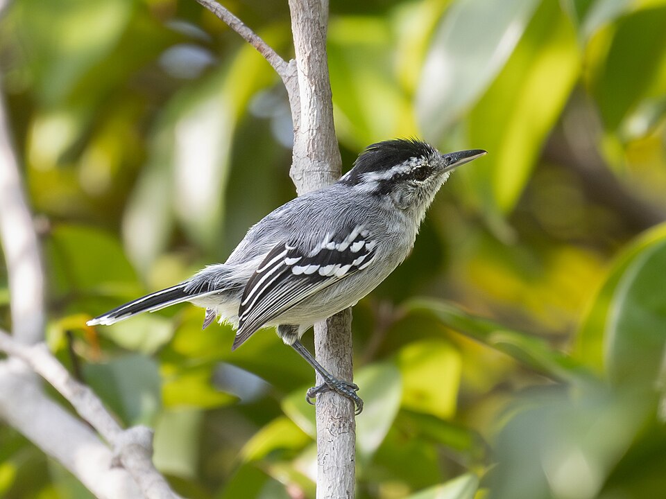 Bahia Antwren