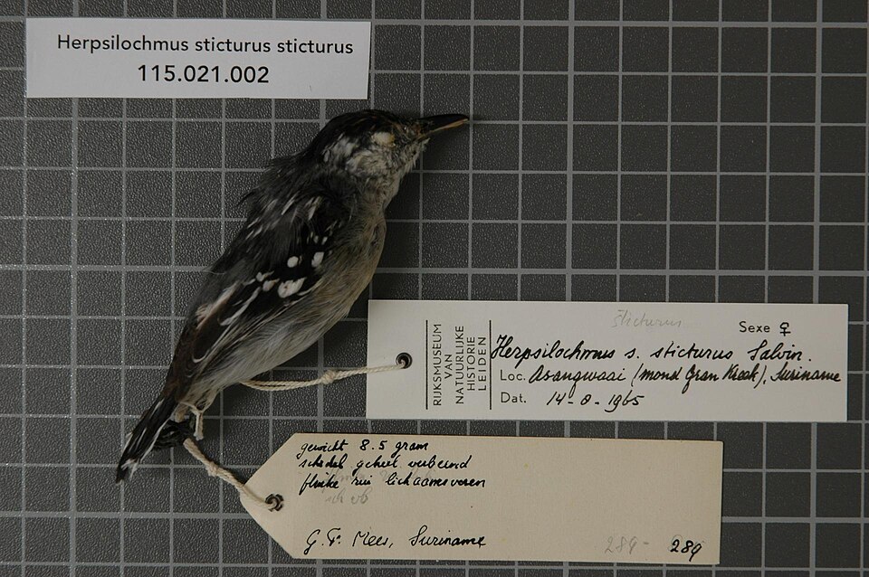 Spot-tailed Antwren